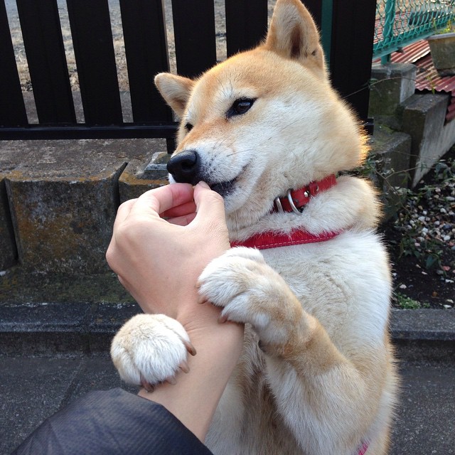 爱游戏全站注册-从德国队看未来发展：国际乒联混合团体世界杯的远景与规划，德国队乒乓球团体赛