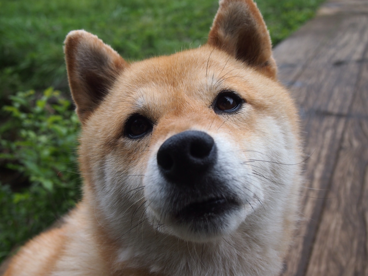 爱游戏体育在线app-深圳领航队通过精准引援提升竞争实力,深圳领航者青年队领队