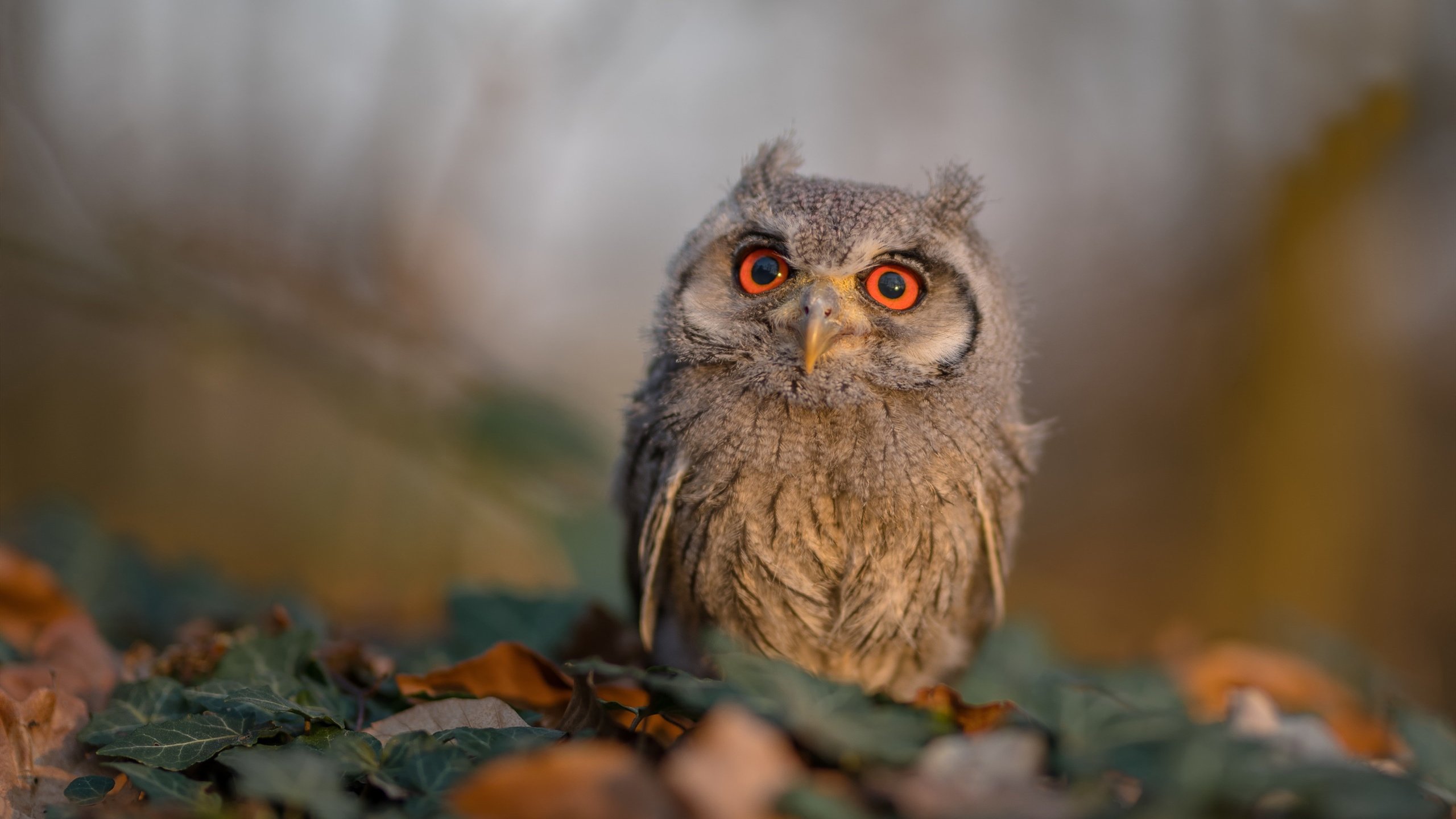 爱游戏官方网站入口登录-福建男篮连续失利管理层面临巨大压力,福建男篮近况