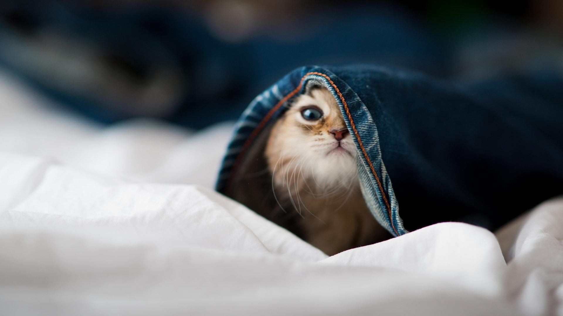 爱游戏中国官方登录入口网站-美国队赛制解读:如何在团体赛制中平衡个人与团队表现,美国队项目